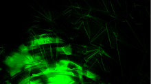 jaipicom_rotation.png GrayscaleGreen
