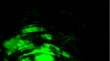 jaipicom_rotation.png SwapBRGGreen